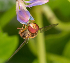 Episyrphus