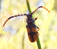 Dendrobias mandibularis