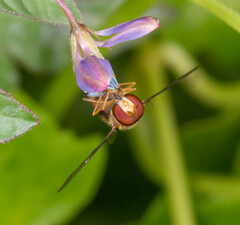 Episyrphus