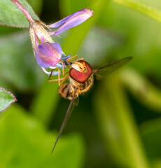 Episyrphus
