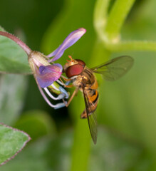 Episyrphus