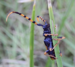 Dendrobias mandibularis
