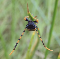 Dendrobias mandibularis