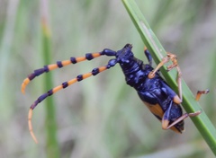Dendrobias mandibularis