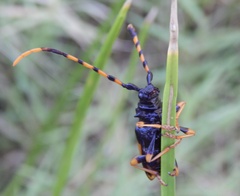 Dendrobias mandibularis