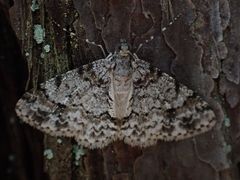 Myrioblephara desumpta