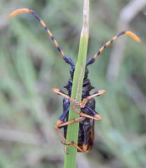 Dendrobias mandibularis