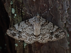 Myrioblephara desumpta