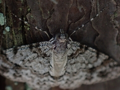 Myrioblephara desumpta