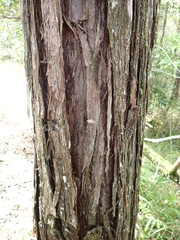 Myrioblephara desumpta