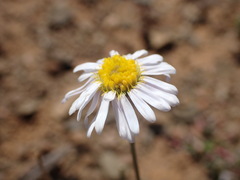 Felicia muricata