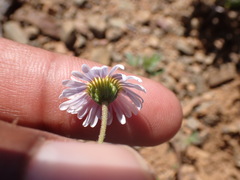 Felicia muricata