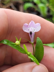 Lobelia erinus