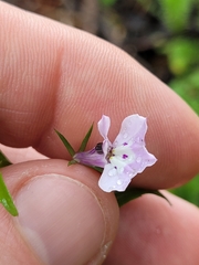 Lobelia erinus
