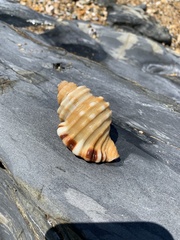 Monoplex parthenopeus