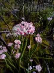 Lachnospermum umbellatum