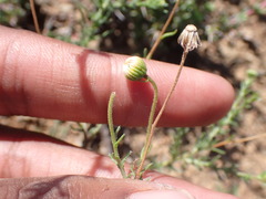 Felicia muricata