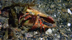 Dardanus sanguinolentus