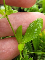 Lobelia erinus