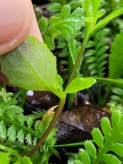 Lobelia erinus