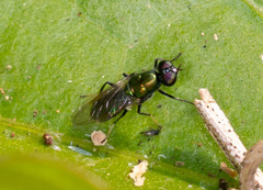Prosopochrysa vitripennis
