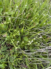 Plagiobothrys collinus