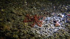 Wunderpus photogenicus