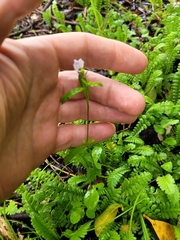 Lobelia erinus