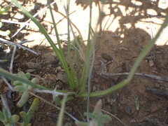 Albuca virens