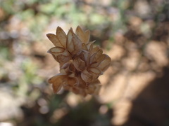 Albuca virens