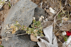 Atriplex maximowicziana