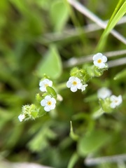 Plagiobothrys collinus