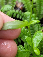 Lobelia erinus