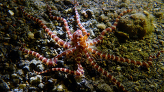 Wunderpus photogenicus