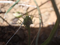 Albuca virens