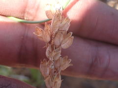 Albuca virens