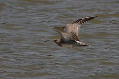 Numenius phaeopus phaeopus
