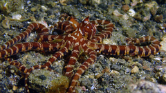 Wunderpus photogenicus
