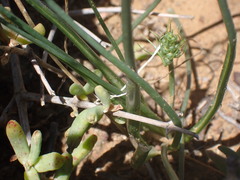 Albuca virens