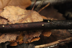 Hymenoscyphus calyculus