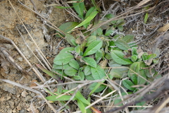 Thyrocarpus sampsonii