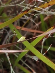 Batracomorphus