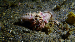 Dardanus pedunculatus