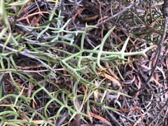 Grevillea angustiloba