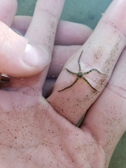 Ophiothrix