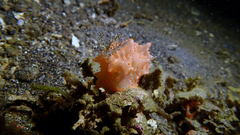 Halgerda batangas