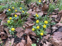 Eranthis hyemalis