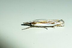 Crambus pascuella