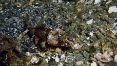Platycephalidae
