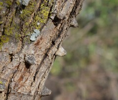 Senegalia nigrescens